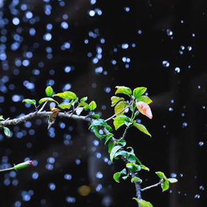 雨季